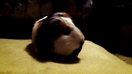 CAVIA PORCELLUS TURMERIC 102_3115