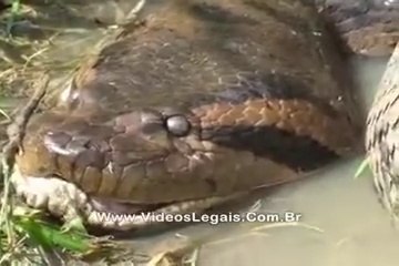 Repórter deitou ao lado de uma sucuri de 8 metros, que havia acabado de comer sua presa.