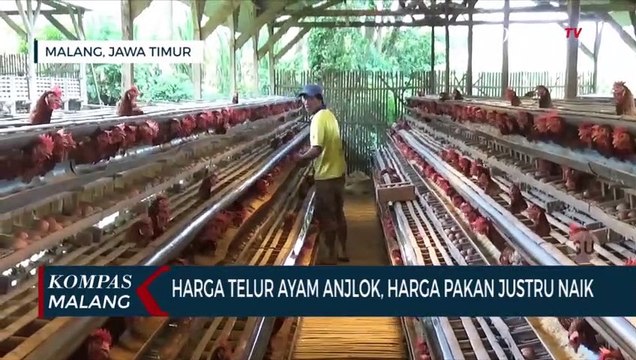 Harga Telur Ayam Anjlok, Peternak Lakukan Efisiensi Pakan