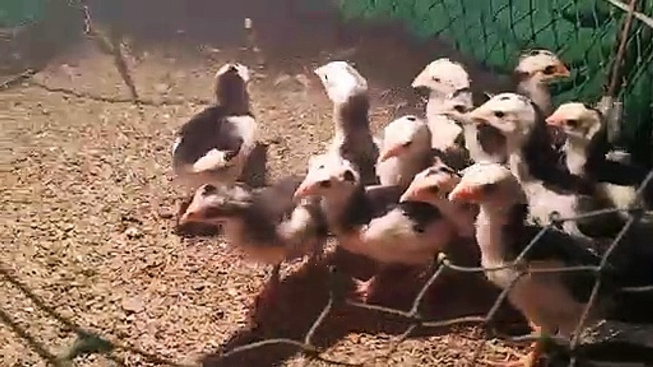 แบ่งลูกไก่ชุดคัดพิเศษ พ่อลูกยอดมงคล+แม่พิทบูลแม่หลัก