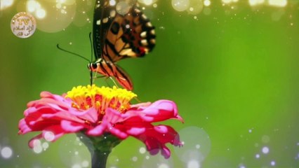 new naat  ,sarkar aa rhy hain naat,наатnaat