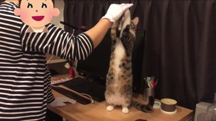 立ち上がって伸び～るネコがこちらです…ｗ - Cute cat -