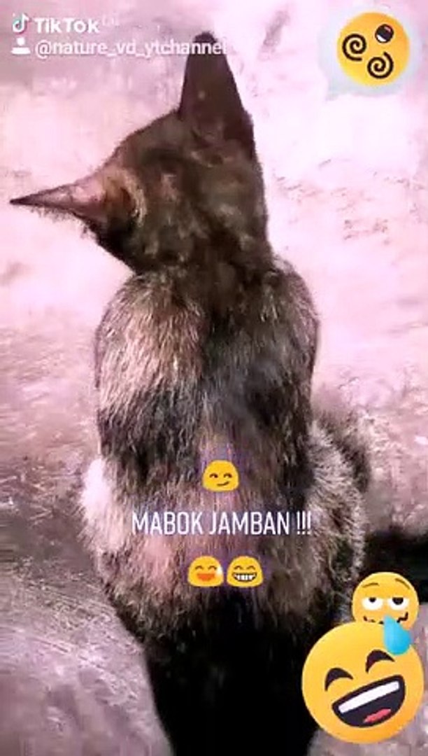 ⁣CRAZY CAT (DANCING CAT)