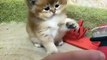 Kitty is so incredibly cute, funny kittens videos, cute kittens videos