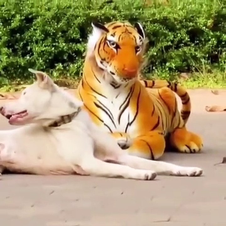 Fake Tiger prank on Dogs (Best parts)