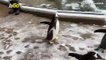 March of the Penguins! Zookeepers Take Penguins on Private, Snow Covered Zoo Tour