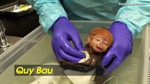 Mellow Monkey! Footage Shows Baby Monkey Having a Relaxing Bath at Zoo!