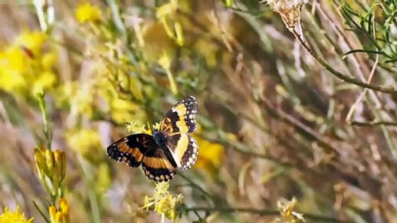 Butterfly Flying Away