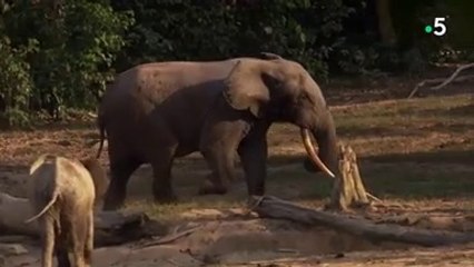 3 - Le bassin du Congo