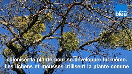 Roland Motte, jardinier : les mousses et les lichens ne sont pas des parasites