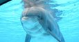 Parc Astérix : la doyenne des dauphins euthanasiée