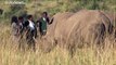 Caça furtiva de rinocerontes em quebra na África do Sul