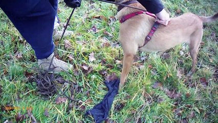 skady RECHERCHE UTILITAIRE  DU24 01 21