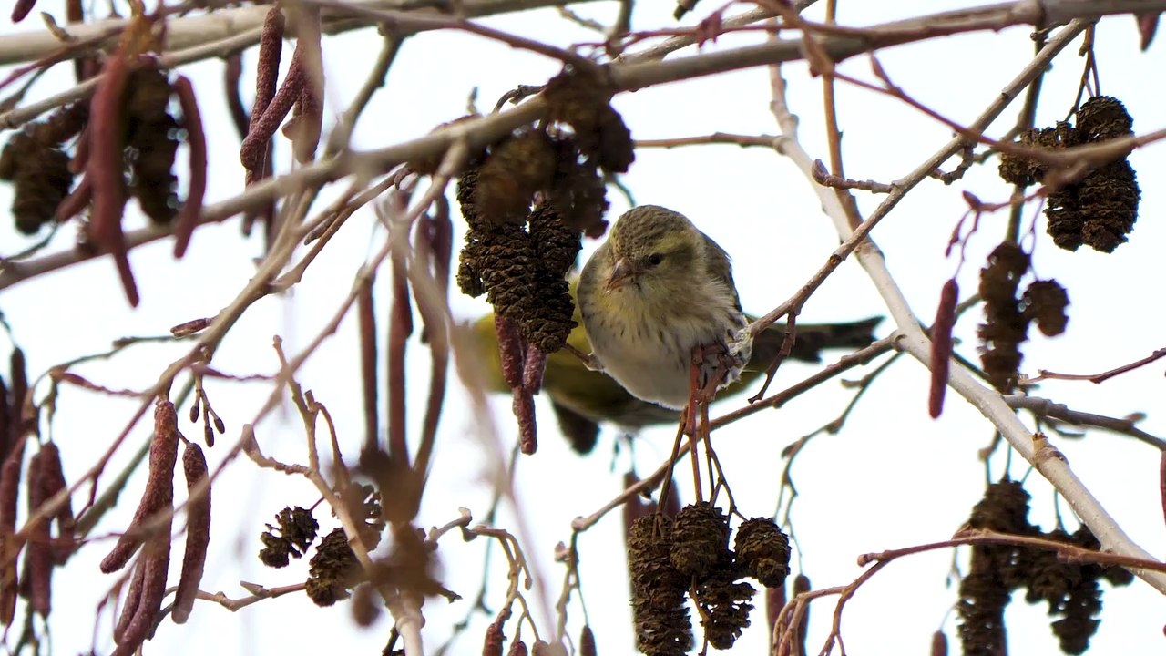 Bird