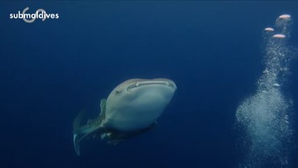 Un grupo de buceadores españoles rescata a un tiburón ballena en Maldivas