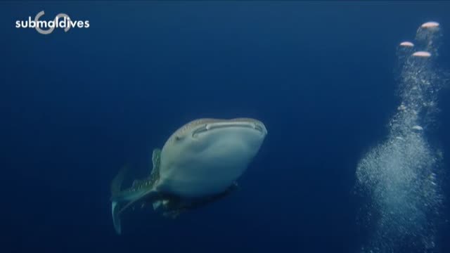 Un grupo de buceadores españoles rescata a un tiburón ballena en Maldivas