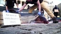 Quatre dauphins morts exposés par Sea Shepherd devant l'Assemblée