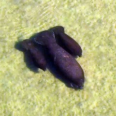 Cette maman lamantin nage avec ses bébés... adorable