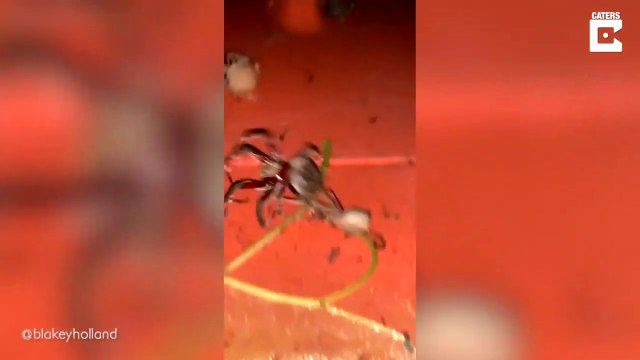 Il découvre des dizaines d'araignées géantes sur son tracteur... terrifiant