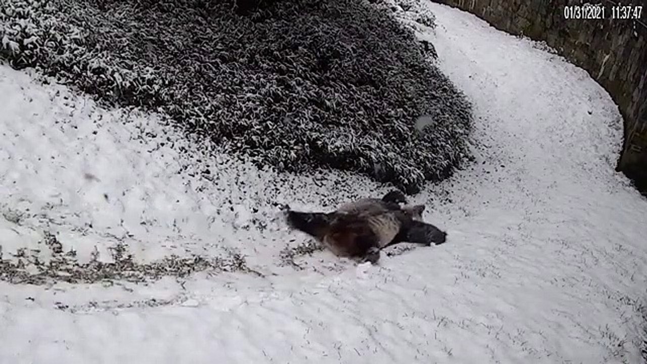 Ces pandas n'ont pas besoin de remontées mécaniques pour s'amuser dans la neige