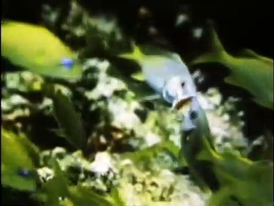 Bill Nye the Science Guy - S03E15 Fish