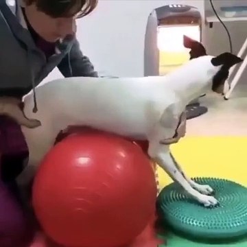 Un chien réapprend à marcher grâce à la rééducation