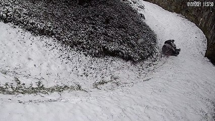 Des pandas glissent sur la neige