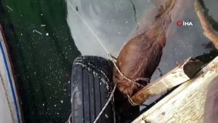 Küçükçekmece'de sokak köpeği ipe bağlanıp göle atılarak öldürüldü