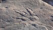 4-Year-Old Discovers “Pristine” Dinosaur Footprint