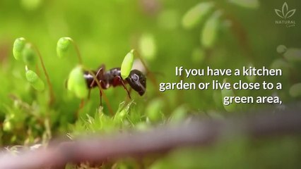 How to Get Rid of Ants and Flies Quickly and Naturally