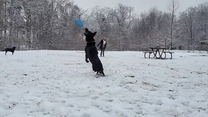 The dog days of... winter? Dogs enjoy the nor'easter
