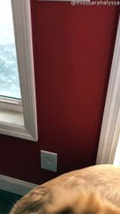 Golden Retriever Brothers Bamboozled by Large Snowfall