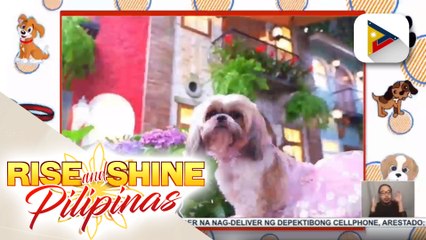 FEATURE: Si Baby Ginger, ang charming fashionista na shih tzu