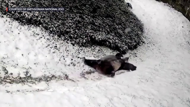 Giant pandas tumble and slide in snow at Smithsonian National Zoo