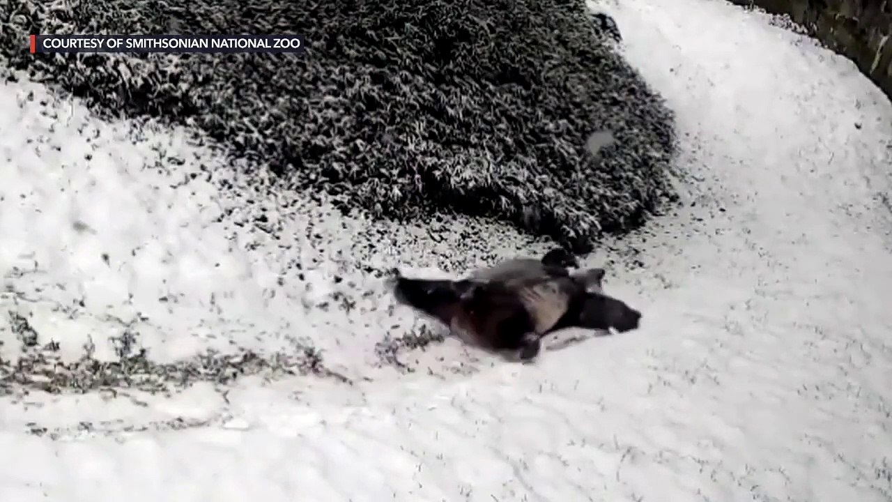 Giant pandas tumble and slide in snow at Smithsonian National Zoo