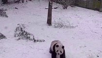 Pandas at the Smithsonian’s National Zoo Enjoy a Snow Day