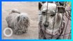 Anjing dengan 3,5 KG Bulu Kusut Berubah Drastis Setelah Diselamatkan - TomoNews