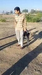 सार्वजनिक स्थान पर कुत्ते को सोच कराना महंगा पड़ा मालिक को, कटा चालान