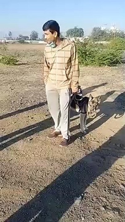 सार्वजनिक स्थान पर कुत्ते को सोच कराना महंगा पड...