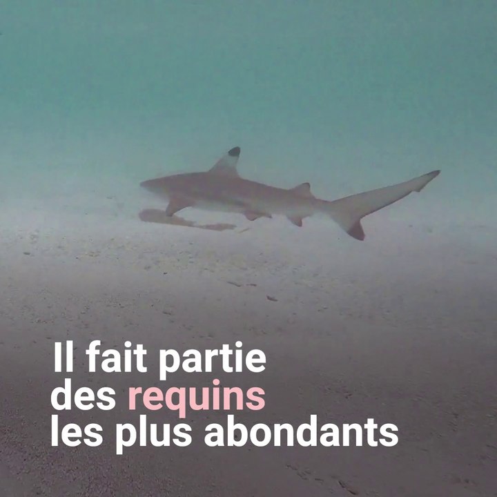 Où sont passés les requins pointes noires ?