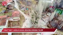 Tokat'taki 7 asırlık kavak ağacına koruma talebi