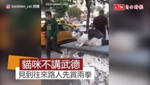 先吃我兩拳啦！ 超派貓咪不講武德 對往來路人先揍再說