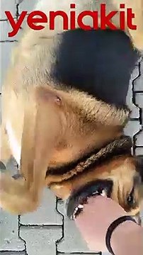 Sokak köpeklerine kendini ısırtan adam şok etti! Bakın neden yapıyormuş