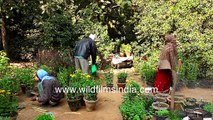 Chrysanthemum growing in Delhi _ Seasonal flower growing _ Garden flowers in Indian autumn