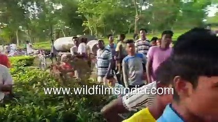 Leopard rescue from tea garden in India _ Hundreds of residents come out to watch drama