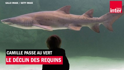 Le déclin des requins - Camille passe au vert