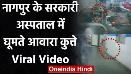 Maharashtra: Nagpur के GMC Hospital में घूमते आवारा Dogs | Viral Video | वनइंडिया हिंदी