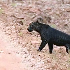 Un léopard noir extrêmement rare est repéré dans un parc  animalier indien