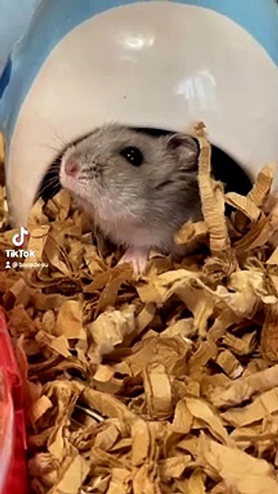 hamster