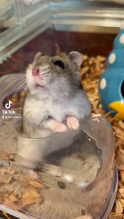 hamster